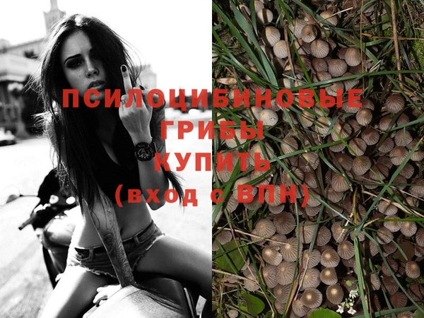 прущие грибы Вязьма